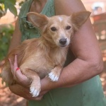 🐶 Chihuahua femmina di 1 anno in adozione a Latina (LT) e in tutta Italia da associazione animali