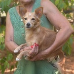 Maya 1 anno mix Chihuahua Cerca Casa - Foto n. 2