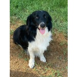 Maurizio Simil Border Collie 5 anni Cerca Adozione - Foto n. 1