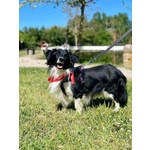 Maurizio Simil Border Collie 5 anni Cerca Adozione - Foto n. 2
