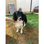 Maurizio Simil Border Collie 5 anni Cerca Adozione - Foto n. 3