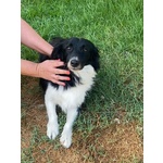 Maurizio Simil Border Collie 5 anni Cerca Adozione - Foto n. 4