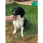 Maurizio Simil Border Collie 5 anni Cerca Adozione - Foto n. 5