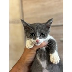 Cleo Dolce Gattina 2 mesi Cerca Adozione - Foto n. 1