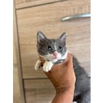 Cleo Dolce Gattina 2 mesi Cerca Adozione - Foto n. 2