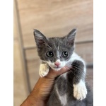Cleo Dolce Gattina 2 mesi Cerca Adozione - Foto n. 3