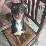 🐶 Altra Razza femmina di 3 anni in adozione a Latina (LT) e in tutta Italia da associazione animali