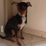 Mia Dolce Pinscherina 3 anni Cerca casa (taglia mini 5 Kg) - Foto n. 2