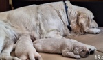🐶 Golden Retriever maschio di 3 settimane (cucciolo) in vendita a Edolo (BS) e in tutta Italia da privato