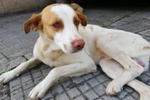 🐶 Altra Razza maschio in adozione a Milano (MI) e in tutta Italia da privato
