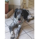 Lillo Cucciolo Breton 7/8 mesi Cerca casa - Abbandonato Sotto la Pioggia!! - Foto n. 1