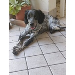 Lillo Cucciolo Breton 7/8 mesi Cerca casa - Abbandonato Sotto la Pioggia!! - Foto n. 3