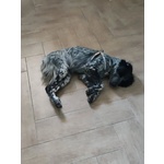 Lillo Cucciolo Breton 7/8 mesi Cerca casa - Abbandonato Sotto la Pioggia!! - Foto n. 4