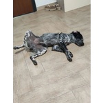 Lillo Cucciolo Breton 7/8 mesi Cerca casa - Abbandonato Sotto la Pioggia!! - Foto n. 6