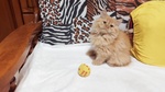 🐱 Persiano femmina in vendita a Torino (TO) e in tutta Italia da privato