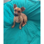 🐶 Bassotto maschio di 1 anno in adozione a Milano (MI) da privato