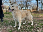 🐶 Altra Razza femmina in adozione a Milano (MI) e in tutta Italia da privato