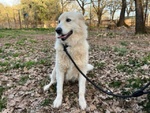 🐶 Altra Razza femmina in adozione a Milano (MI) e in tutta Italia da privato