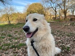 Crema 5 anni una Bella Timidina - Foto n. 3
