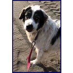 🐶 Altra Razza maschio in adozione a Milano (MI) e in tutta Italia da privato