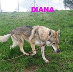 Diana solo per Esperti! - Foto n. 2