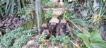Allevamento e Cuccioli Pastore Belga Malinois in Campania Puglia Calabria Basilicata - Foto n. 1