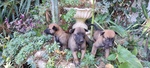 Allevamento e Cuccioli Pastore Belga Malinois in Campania Puglia Calabria Basilicata - Foto n. 2