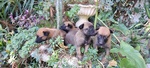 Allevamento e Cuccioli Pastore Belga Malinois in Campania Puglia Calabria Basilicata - Foto n. 3