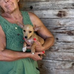 🐶 Altra Razza femmina di 7 mesi in adozione a Latina (LT) e in tutta Italia da associazione animali