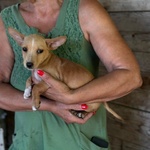 Becky Incrocio Chihuahua Bassotto Cerca Adozione - Foto n. 2