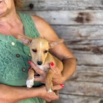 Becky Incrocio Chihuahua Bassotto Cerca Adozione - Foto n. 4