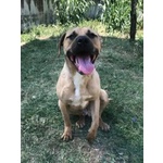 Otis Simpatico e Socievole! - Foto n. 3