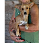 SONIA cucciolotta mix chihuahua bassotto cerca casa - taglia piccola 5 kg