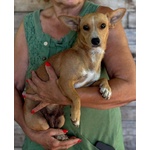 Sonia Cucciolotta mix Chihuahua Bassotto Cerca casa - Taglia Piccola 5 Kg - Foto n. 2