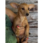 Mirtilla Dolce Cagnolina 1 anno Taglia mini Cerca Adozione - Foto n. 2