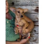 Mirtilla Dolce Cagnolina 1 anno Taglia mini Cerca Adozione - Foto n. 3