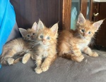 🐱 Maine Coon di 2 mesi in vendita a San Maurizio Canavese (TO) da privato