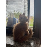 Maine Coon - Foto n. 2