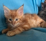 Maine Coon - Foto n. 3
