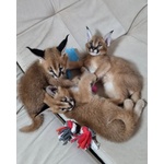 🐱 Exotic di 4 mesi in vendita a Roma (RM) da privato