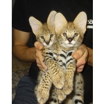 Cuccioli di Serval e Caracal Disponibili - Foto n. 2