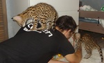 Cuccioli di Serval e Caracal Disponibili - Foto n. 4