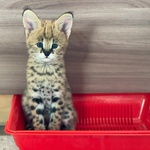 Cuccioli di Serval e Caracal Disponibili - Foto n. 7
