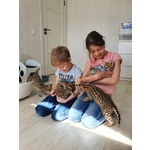 Cuccioli di Serval e Caracal Disponibili - Foto n. 9