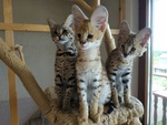 Magnifici Gattini Caracat e Savannah - Foto n. 2