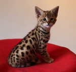 Magnifici Gattini Caracat e Savannah - Foto n. 1