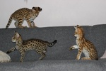 Magnifici Gattini Caracat e Savannah - Foto n. 3