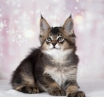 Magnifici Gattini Caracat e Savannah - Foto n. 5