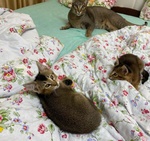 Magnifici Gattini Caracat e Savannah - Foto n. 7
