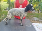 Cuccioli Setter Inglese - Foto n. 1